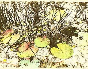 lillies - van dyke with water colour 1985