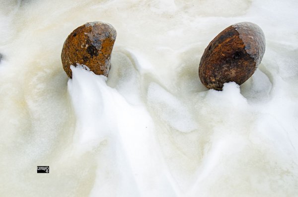 Snow sprites on stone_dec 2025