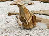 Fox spirit